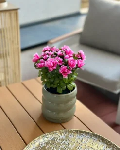 Pianta artificiale NOVELLA 36 cm Rosa