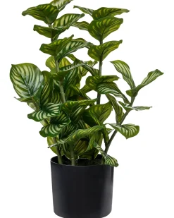 Pianta artificiale ORBIFOLIA 50 cm Verde